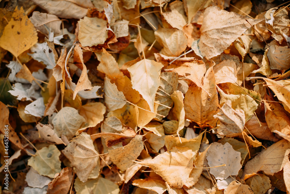 autumn leaves on the ground autumn leaves on the ground
