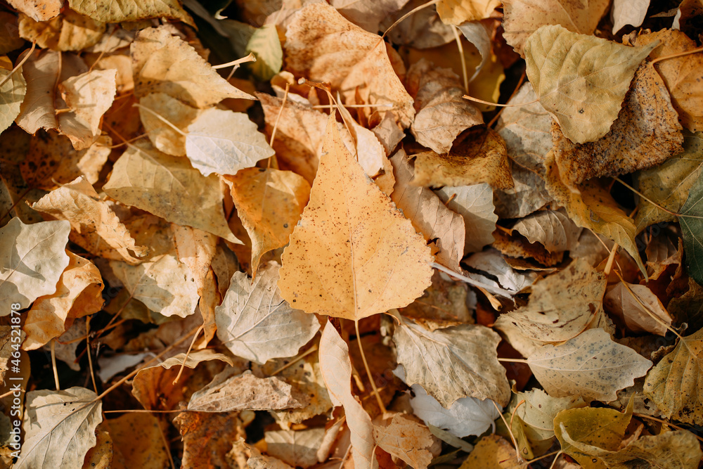 autumn leaves background