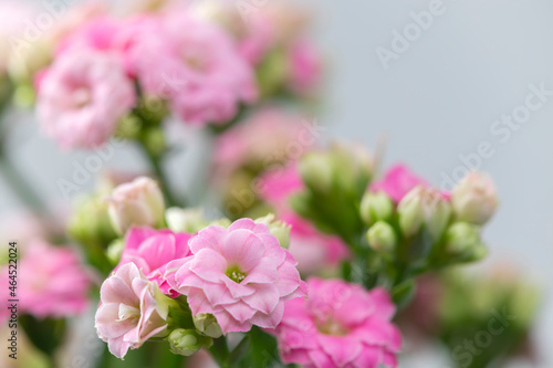 close up of pink kalanchoe