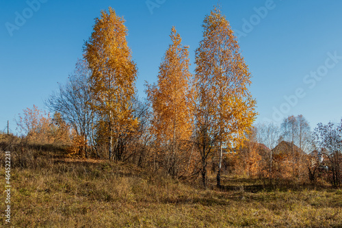 Autumn landscape, colorful forest view on a sunny day.
