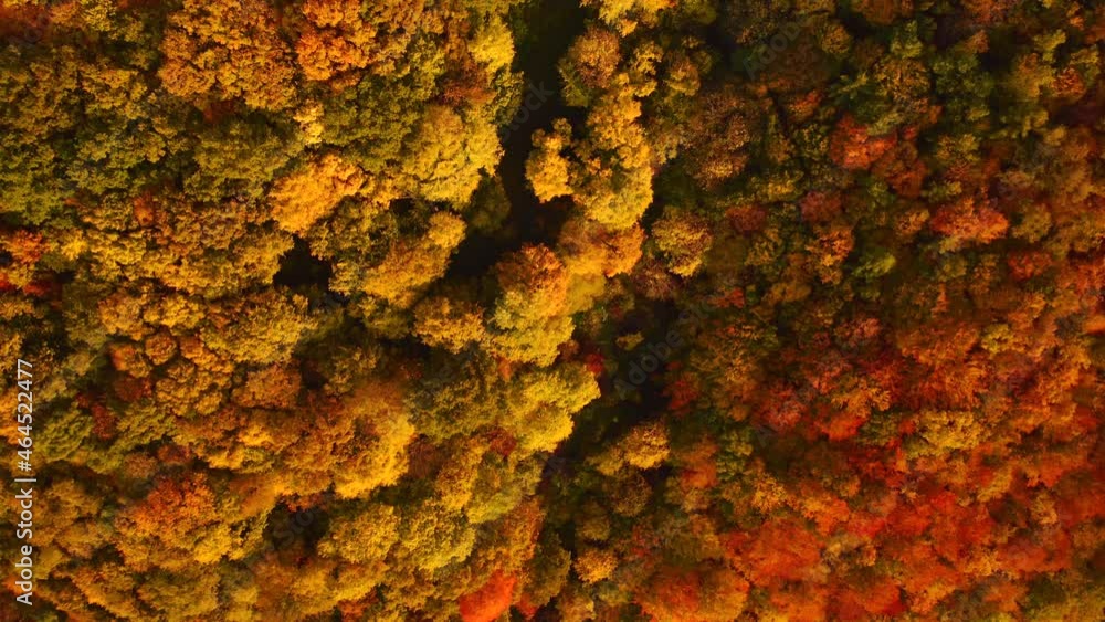 Tranquil scene from a bird's eye view of a colorful forest. Filmed in 4k, drone video. Tranquil scene from a bird's eye view of a colorful forest. Filmed in 4k, drone video.