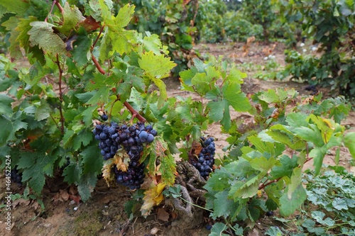 Corbieres region vineyard in France photo