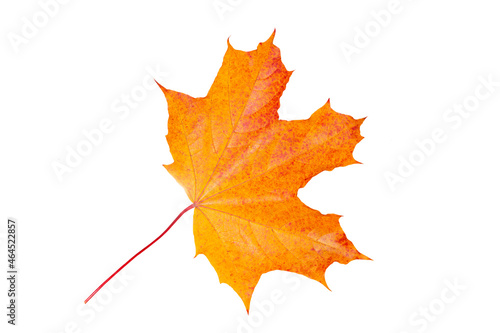 autumn maple leaf isolated on a white background