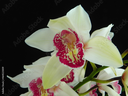 Orquídea Cimbidium blanca photo