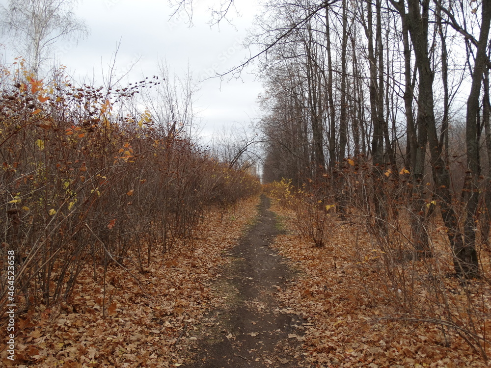 path in autumn forest path in autumn forest