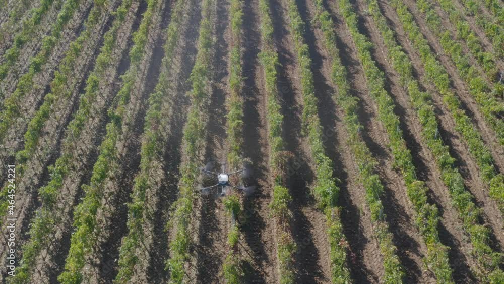 Drone Spraying over Field of Vine Digital Industrialization modern Technology Future of Agriculture Innovation Methods