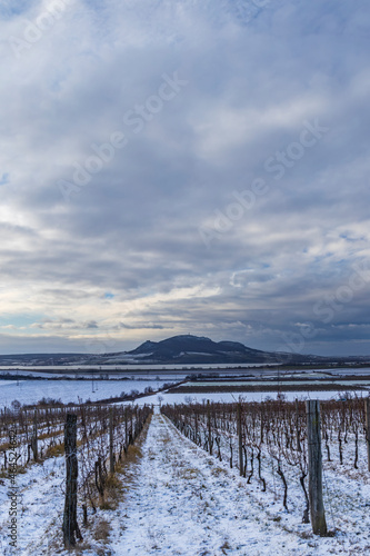 Winter vineyards under Palava near Sonberk  South Moravia  Czech Republic