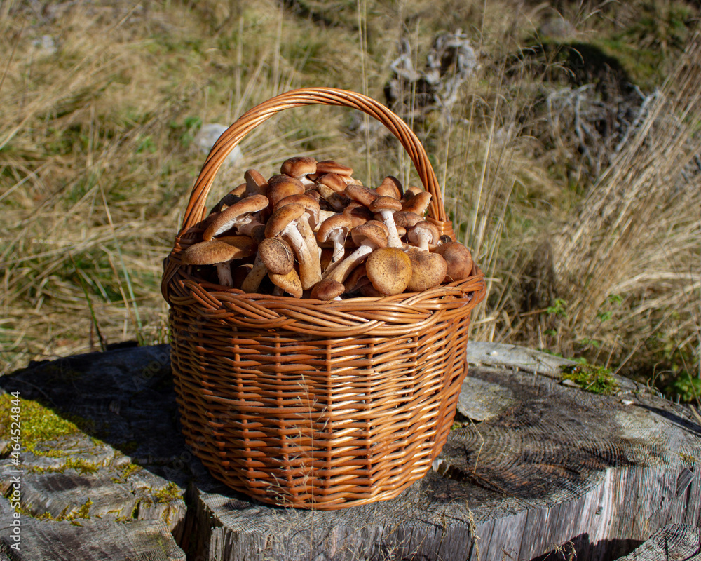 Natural background. Mushrooms Armillaria mellea, commonly known as mushroom honey in wicker basket over a trunk. Photo taken in Pian Cansiglio, Veneto, Italy.