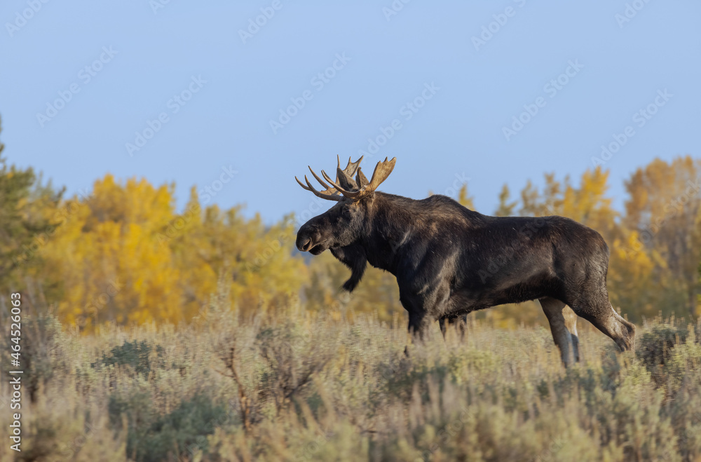Bull Shiras Moose During the Fall Rut in Wyoming Bull Shiras Moose During the Fall Rut in Wyoming
