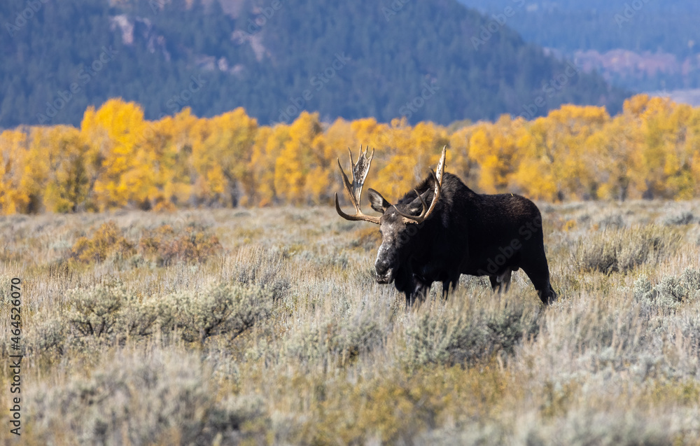 Bull Shiras Moose During the Fall Rut in Wyoming Bull Shiras Moose During the Fall Rut in Wyoming