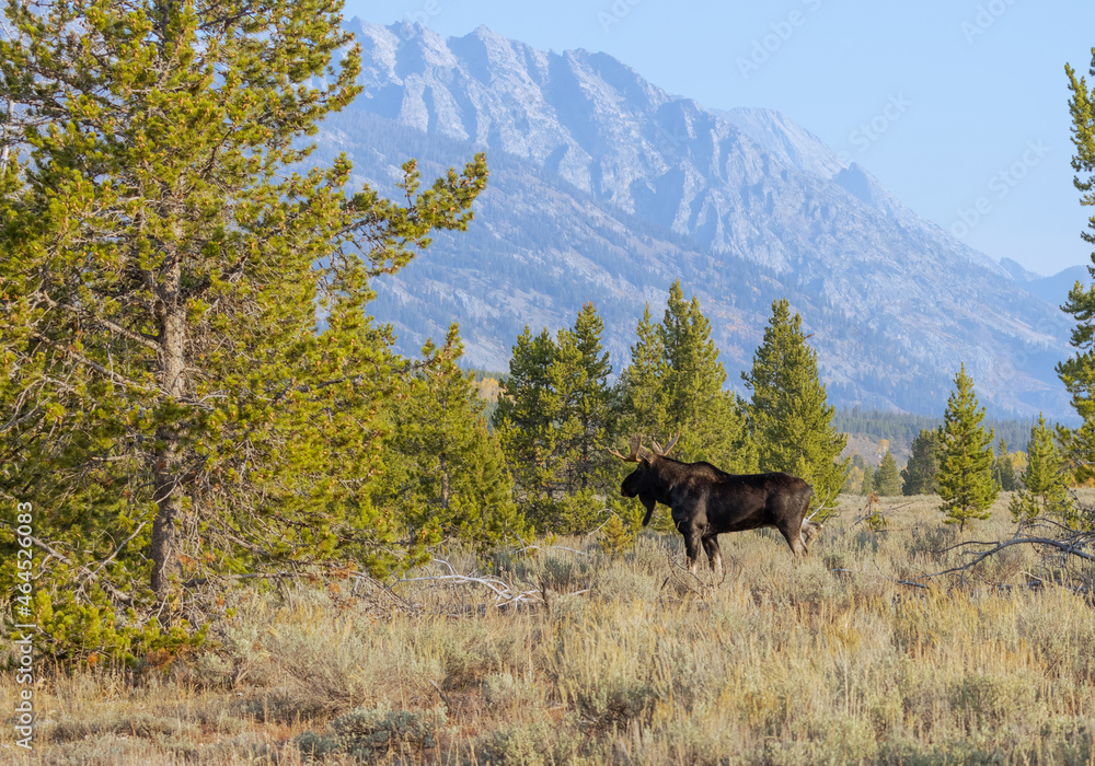 Bull Shiras Moose During the Fall Rut in Wyoming Bull Shiras Moose During the Fall Rut in Wyoming