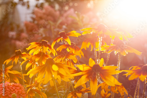 Autumn yellow rudbeckia flowers illuminated by the rays of the setting sun. Floral background