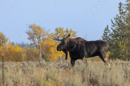 Fototapeta Naklejka Na Ścianę i Meble -  Bull Shiras Moose During the Fall Rut in Wyoming