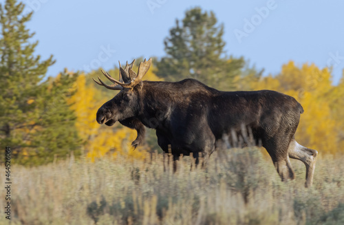Bull Shiras Moose During the Fall Rut in Wyoming © natureguy