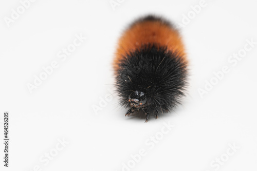 Close up woolly bear caterpillar on a white background
