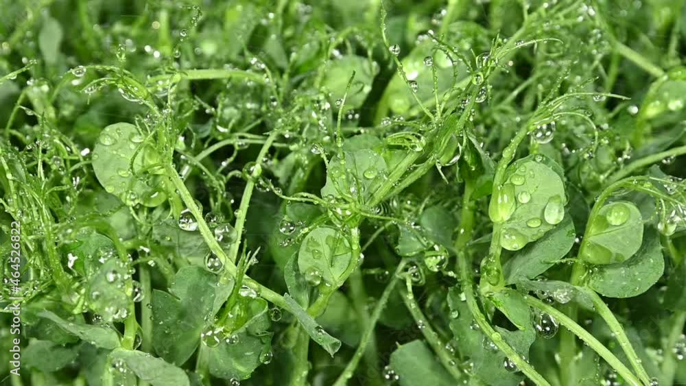 Watering green peas microgreen sprouts Watering green peas microgreen sprouts