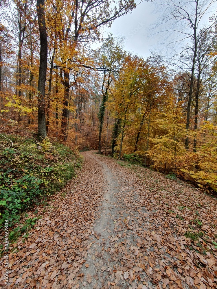 ein weg durch den herbst