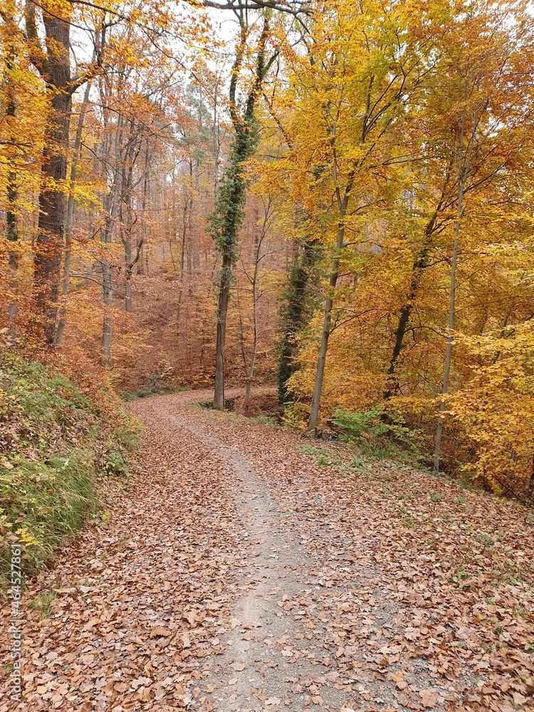 Fototapeta premium herbst wald