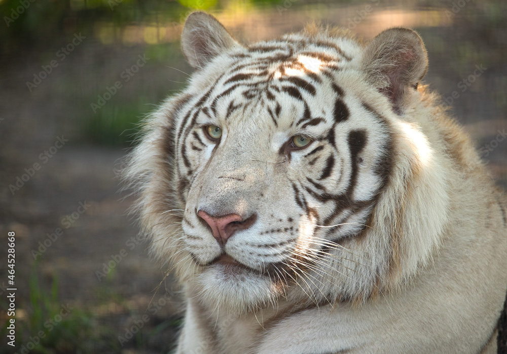 tiger in the zoo