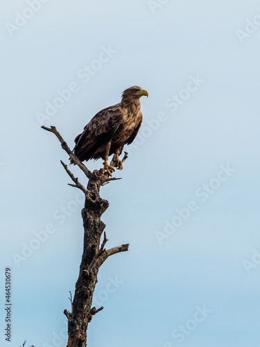 Seeadler