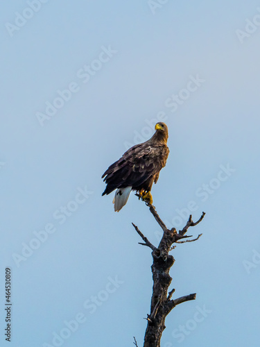 Seeadler