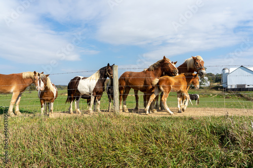 Fototapeta Naklejka Na Ścianę i Meble -  horses