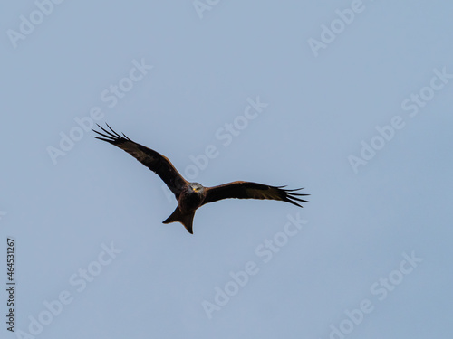 Seeadler