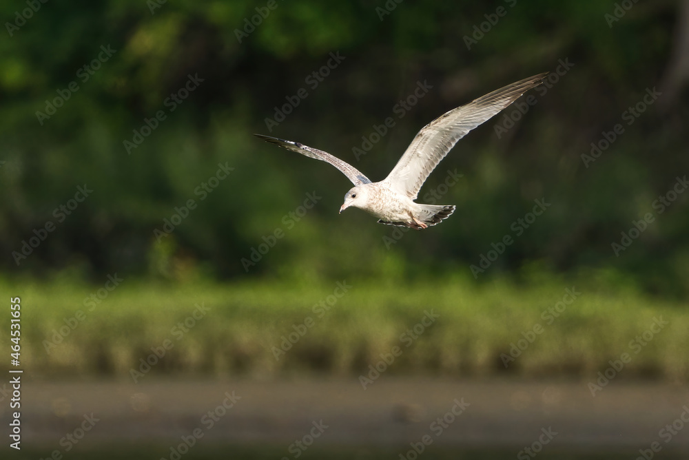 Herring Gull flying over a marsh Herring Gull flying over a marsh