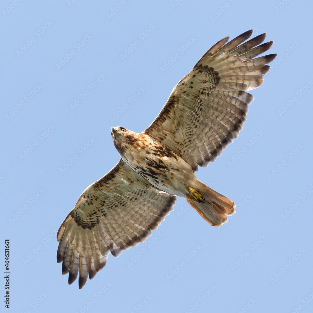 Fototapeta premium Red-tailed Hawk in flight