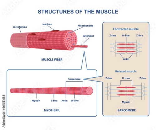 Colorful structure skeletal muscle scheme on white background. Muscles contract by sliding myosin and filaments along each other. Myofibril with thin and thick filament. Flat vector illustration photo