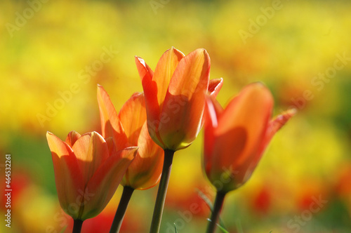 Tulpen im Beet photo