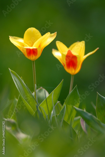 Wallpaper Mural Tulpen im Beet Torontodigital.ca