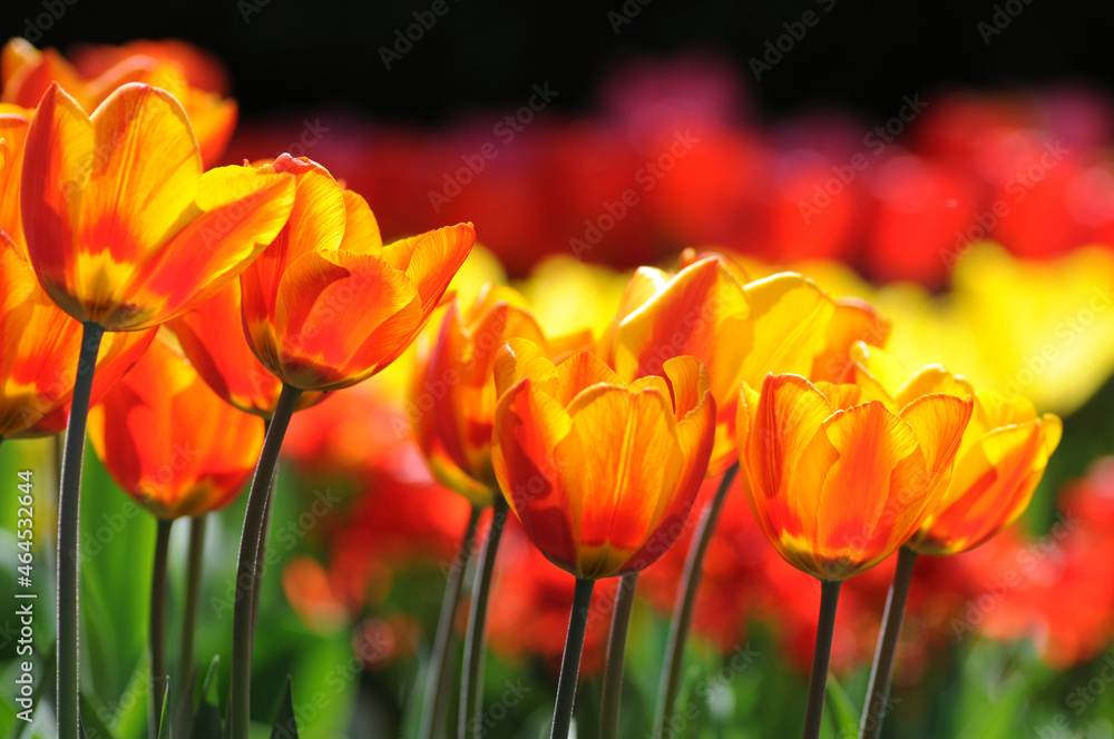 Obraz premium Tulpen im Beet