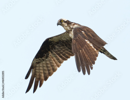 Osprey in Flight blue sky