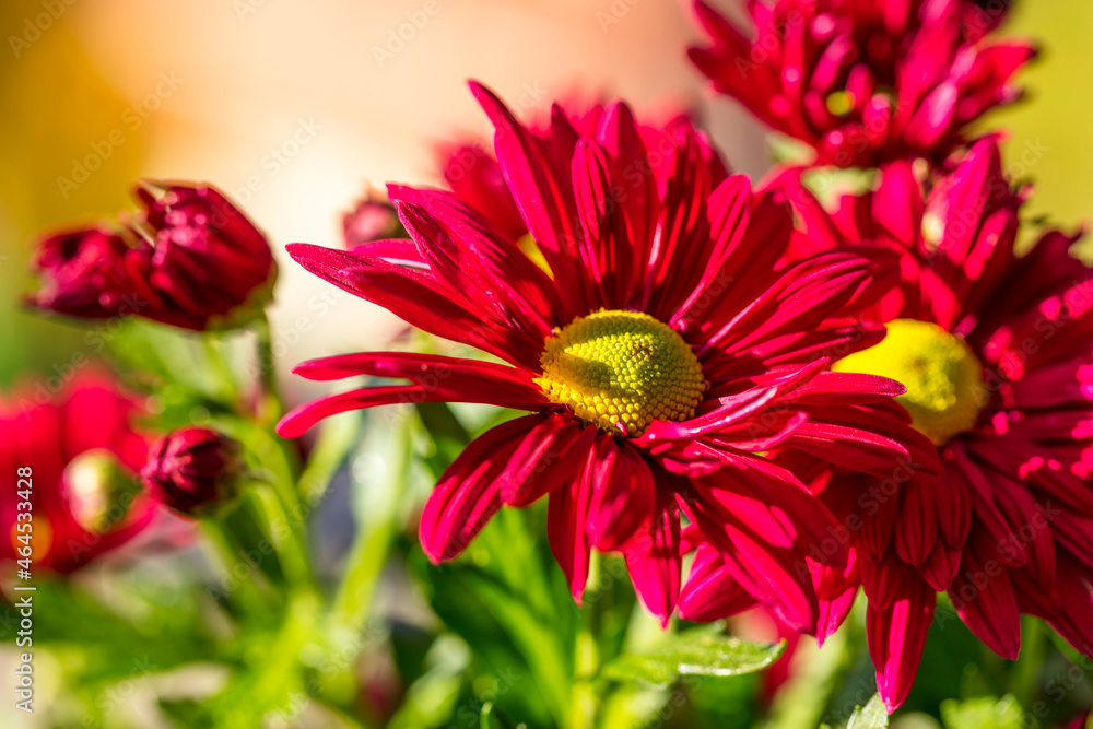 Obraz premium Chrysantheme