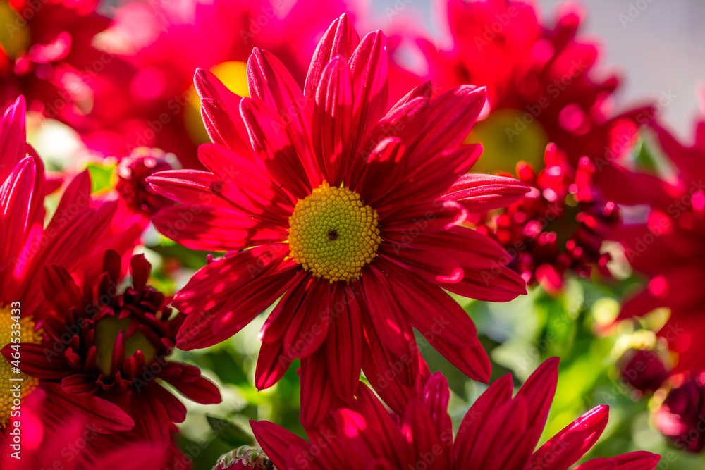Chrysantheme Chrysantheme