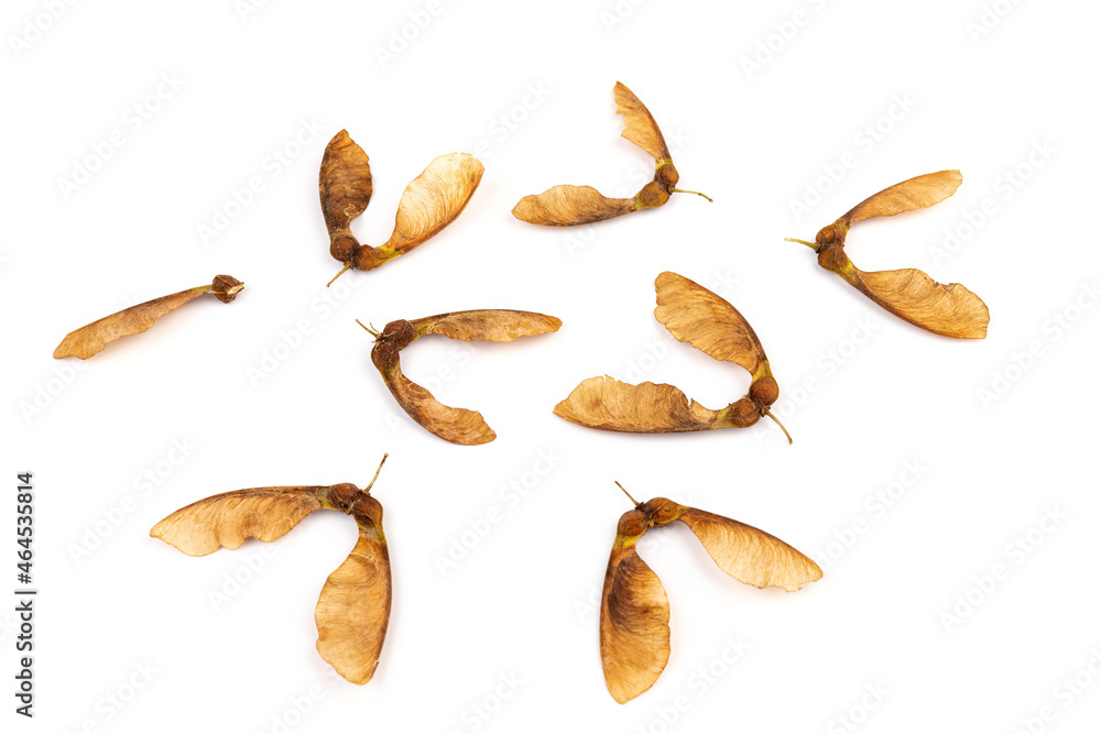 Ripe seeds of Amur maple, Acer ginnala, isolated on white background Ripe seeds of Amur maple, Acer ginnala, isolated on white background