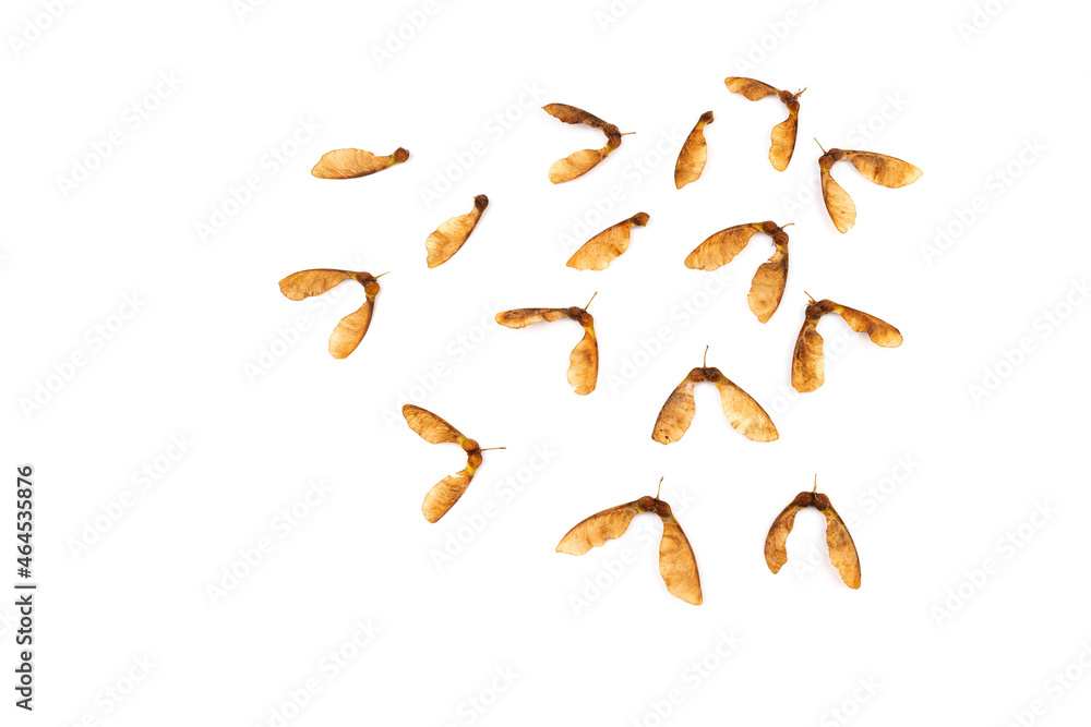 Obraz premium Ripe seeds of Amur maple, Acer ginnala, isolated on white background