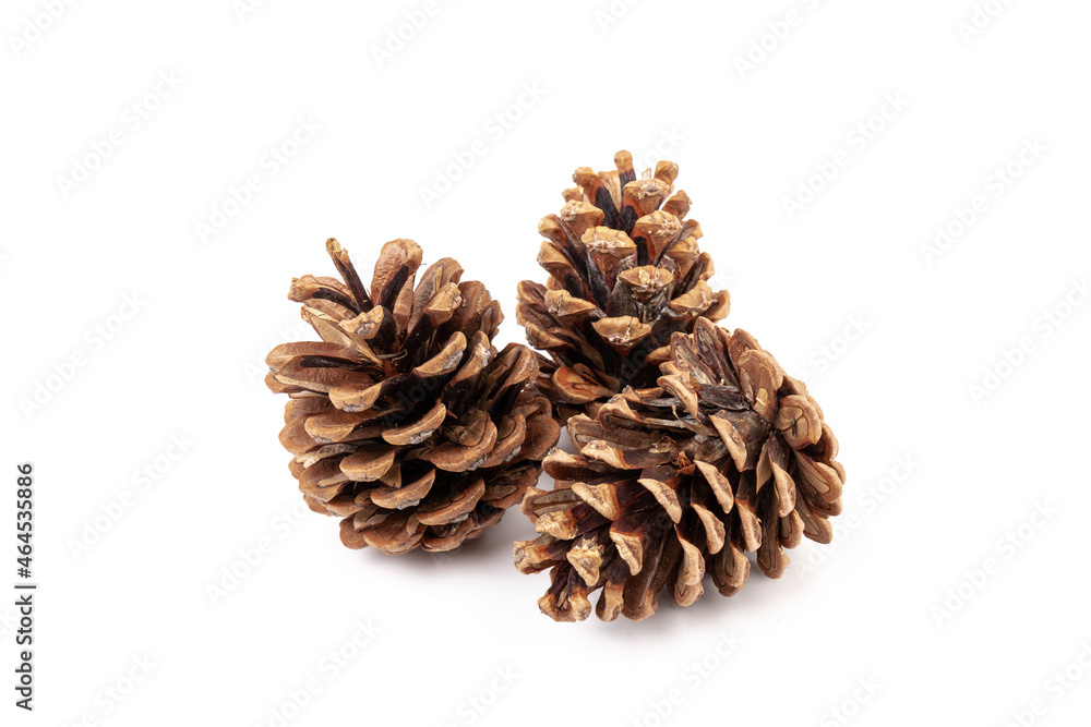 Pine cones isolated on a white background, photography Pine cones isolated on a white background, photography
