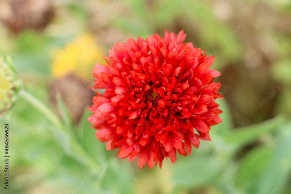 Ixora coccinea (also known as jungle geranium with blur background Ixora coccinea (also known as jungle geranium with blur background