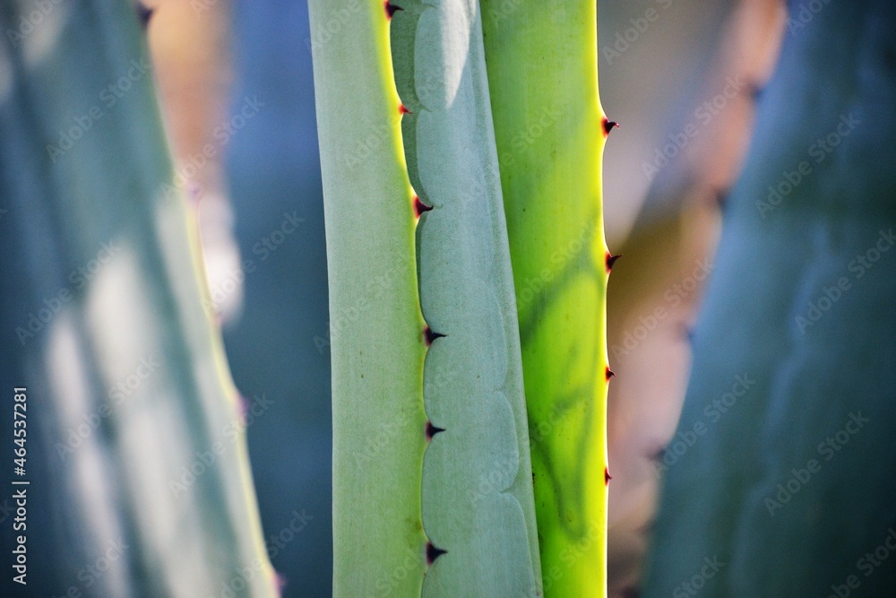 Maguey Maguey
