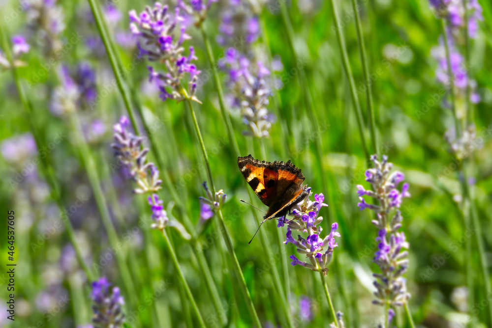 Small tortoiseshell butterfly (Aglais urticae) perched on lavender plant in Zurich, Switzerland Small tortoiseshell butterfly (Aglais urticae) perched on lavender plant in Zurich, Switzerland