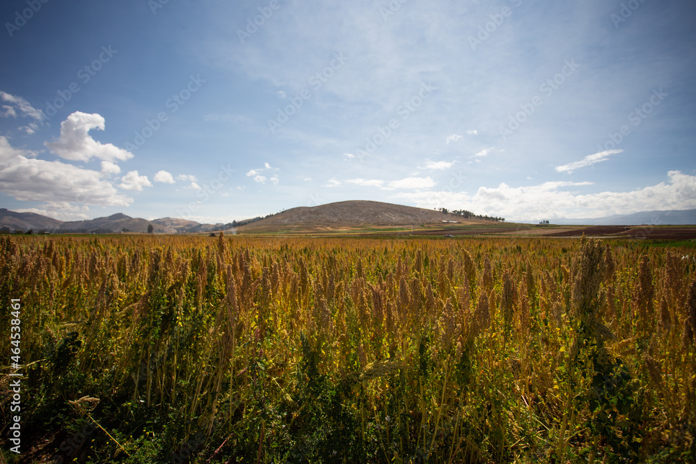 Fototapeta premium Quinoa plant fields in Peru