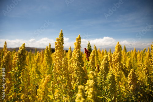 Quinoa plant fields in Peru