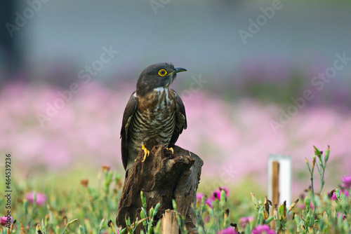 cuckoo birds perching and feeding photo