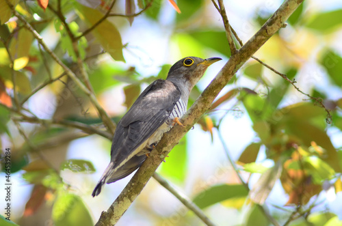 cuckoo birds perching and feeding photo