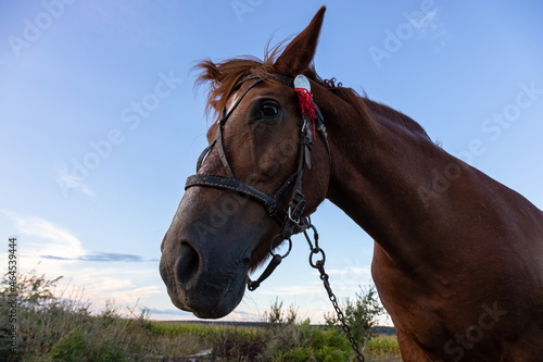 Portrait of nice brown horse on blue background Horse Head