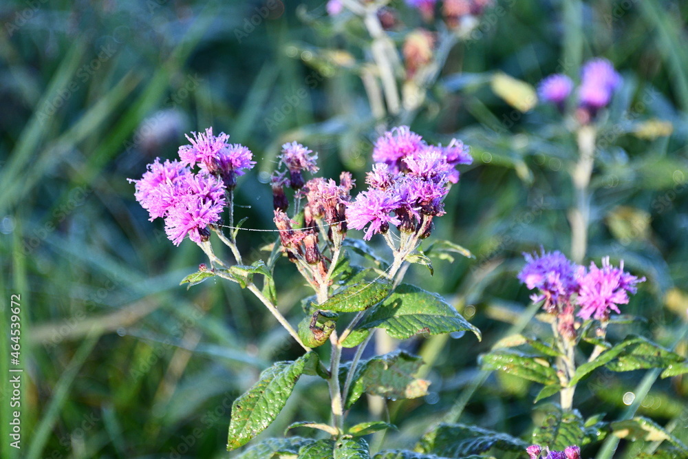 Fototapeta premium Purple Wildflower in a Field