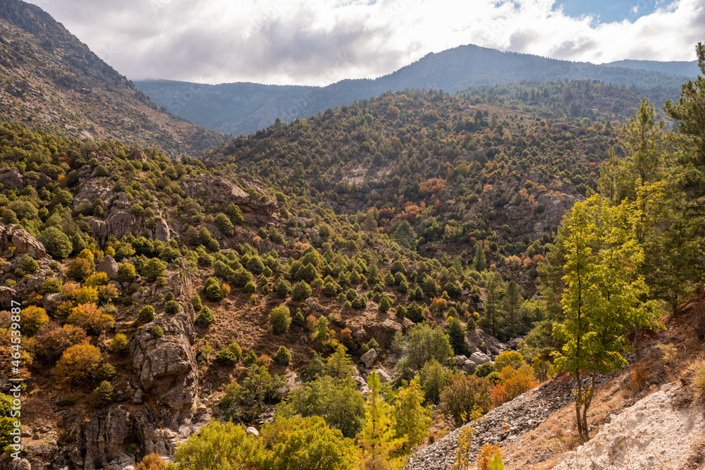 Autumnal colours in a woodland on the banks of the Golo valley in central Corsica