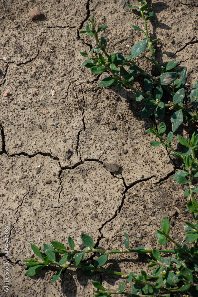 Cracked Earth and green grass. Dried Ground Texture Cracked Earth and green grass. Dried Ground Texture
